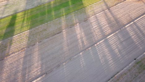 Fly-over-beautiful-shadow-of-trees-on-the-sand-of-field.